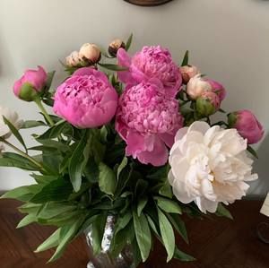 Meet your Posher, Shelly